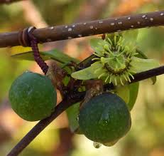 Image result for Passiflora suberosa
