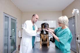 Choisissez la formation adaptée à vos besoins selon votre âge, votre expérience et votre cursus : Formation Assistant Veterinaire Cfd