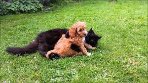 Cockapoo Puppy Barney With His Best Friend George The Cat Youtube