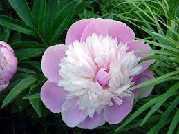 Lady Ann Peony Flower Seeds 30 Seed Pack Easy Grow Treasures By Lee Flower Seeds Peony Flower Pictures Trees To Plant