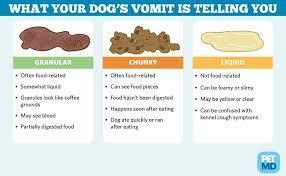 Petmd On Twitter Dog Throwing Up Coffee Recipes Throwing Up