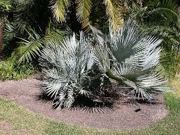 Image result for Triumfetta brachyceras