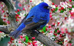 Beautiful birds and flowers wallpaper free download. Flowers And Birds Wallpapers Wallpaper Cave