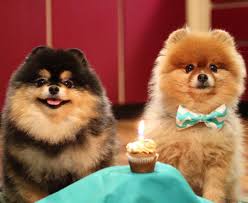 I Shared My Pup Cake With Kira She Ate Most Of It So It Probably Wasn T A Good Idea Who Else Has A November Birthday Kuma K Puppy Cake Cute Animals Pup
