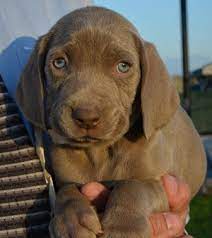Here we hold animals and make them available for adoption to the general public. 200 Rescued Dogs Available To Loving Homes Starting Monday County Of San Bernardino Countywire