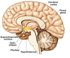 Difference Between Pituitary and Pineal Gland | Compare the Difference  Between Similar Terms