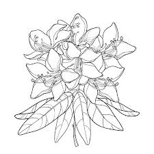 Acolore.com disegni feste nozze mazzo di fiori. Foto Rododendro Immagini E Vettoriali