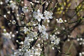 Innym często spotykanym obrazkiem jest antoni głoszący kazanie do ryb. Imieniny Antoniego Najblizsze Wypadaja 13 06 Zyczenia Imieninowe Dla Antoniego Nasze Miasto
