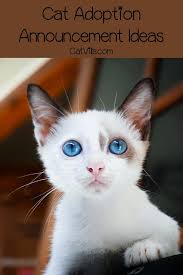 12 Hilarious And Unique Cat Adoption Announcement Ideas Catvills Boy Cat Names Cat Adoption Cute Cat Names