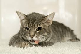 Download this premium photo about cat smacking her lips tongue out cat, and discover more than 6 million professional stock photos on freepik. Acid Reflux In Cats Symptoms Causes Diagnosis Treatment Recovery Management Cost