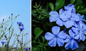 Liste des plantes à fleurs. Fleur Bleue La Liste Des 30 Plus Belles Fleurs Bleues Pour Votre Jardin