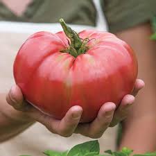See 68 unbiased reviews of the gardeners arms, rated 4 of 5 on tripadvisor and ranked #304 of 639 restaurants in oxford. Pin On Vegetable Plants