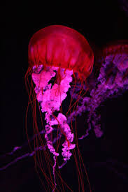 Red Purple Jelly Fish Jellyfish Fish Background Jellyfish Art