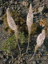 Image result for Drimia hockii