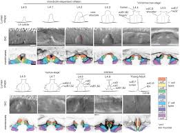A multi-layered and dynamic apical extracellular matrix shapes the vulva  lumen in Caenorhabditis elegans | eLife