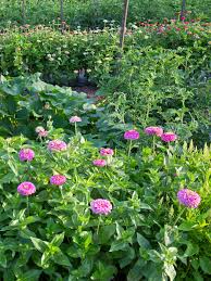 Learn how to grow perennial flowering plants that perform with little maintenance and give lots color. Why You Should Plant Flowers In Your Vegetable Garden Hello Homestead