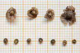 Image result for Caroxylon littoralis