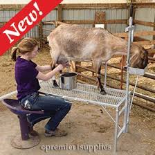 Turn Your Premier Trimming Stand Into A Milking Stand With Our New Milking Headpiece Goats Goat Milking Raising Goats