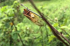 In spite of poverty and many difficulties, he finally avenges his father's death by struggling through his fate with a warm feeling towards the woman of his first love, fuku. Brood X Cicadas Expected To Emerge In Ohio This Spring First Time Since 2004