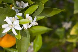 Save on ftd® same day delivery available. Here Are The Official State Flowers Of All 50 States Plus D C