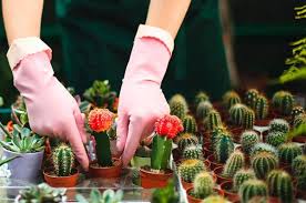 Que sean resistentes a tus olvidos a la hora de regarlos no significa que sean inmortales. Como Cuidar Cactus Pequenos En Casa U Oficina Cocina Vital Que Cocinar Hoy En 2020 Como Cuidar Cactus Cactus Cuidado De Cactus