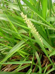 Image result for Cenchrus unisetus