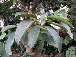 Image result for Cassipourea gummiflua