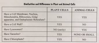 We did not find results for: Section 6 3 Plant And Animal Cells Flashcards Quizlet