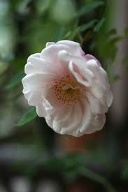 Rosa Arvensis Plena Pretty Flowers Beautiful Flowers Beautiful Flowers Garden