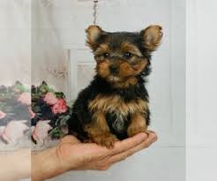Empyrean yorkie's is owned and operated by dawn and justin drake of norman indiana. View Ad Yorkshire Terrier Litter Of Puppies For Sale Near Indiana Warsaw Usa Adn 204896