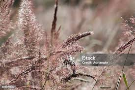 Image result for Melinis minutiflora