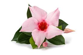 Image result for mandevilla obrázek
