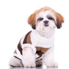 shihtzu weight chart goldenacresdogs com