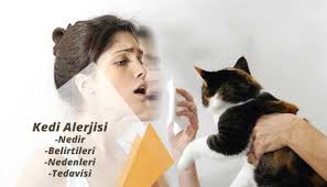 Kedi Alerjisi Nedir Belirtileri Nedenleri Ve Tedavisi Nedir