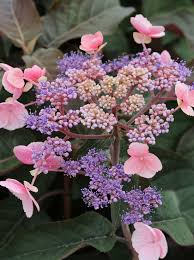 We did not find results for: Rispen Samt Hortensien Hydrangea Gunstig Kaufen