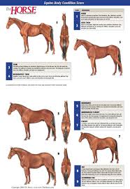 equine body condition score poster the horse