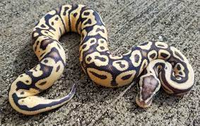 Snakes At Sunset Super Pastel Vanilla Ball Python For Sale Python Regius 179 99 Http Snakesatsunset Com Sup Pythons For Sale Ball Python Python Regius