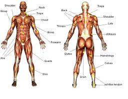 That's because even the english names are really latin phrases! All Muscles Name For Gym Off 65