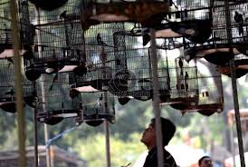 Maybe you would like to learn more about one of these? Bolehkah Memelihara Burung Untuk Hiasan Ataupun Kicauan Republika Online