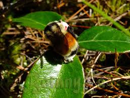 Image result for Galenia procumbens