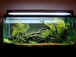So Natural Aquascape Aquarium Nature Aquarium Biotope Aquarium
