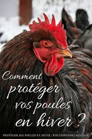 Comment Proteger Les Poules En Hiver Elever Des Poules Poulailler Mangeoire Poule