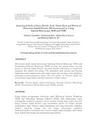 Gd express sdn bhd no 19 jalan tandang, 46050 petaling jaya, selangor darul ehsan malaysia. Pdf Anatomical Study Of Stem Petiole Leaf Tuber Root And Flower Of Dioscorea Hispida Dennst Dioscoreaceae By Using Optical Microscope Sem And Tem