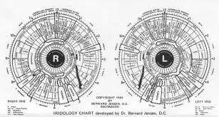 Multiple Chemical Survivor Iridology