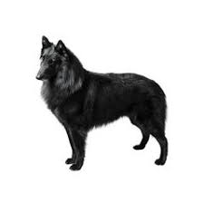 Select a breed affenpinscher afghan hound airedale terrier akita alaskan malamute american bulldog american english coonhound american eskimo dog american foxhound american hairless terrier american leopard hound american staffordshire. Long Haired Dog Breeds Purina Canada