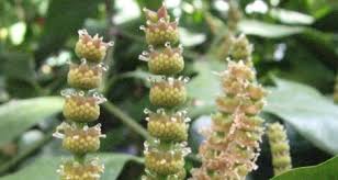 Image result for Gnetaceae