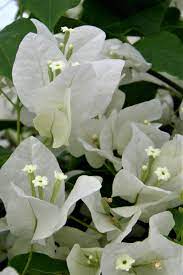 Pin On Bougainvillea
