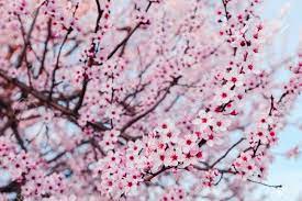 Flowering trees near the river. Beautiful Pink Flowering Trees Floral Spring Background With Stock Photo Picture And Royalty Free Image Image 137163773