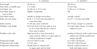 Image result for Carex steudneri