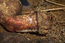 Image result for elephant blood beads